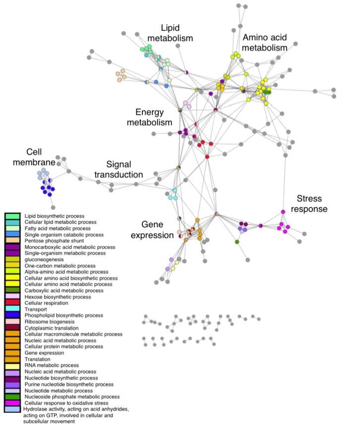 Functional links between pathways